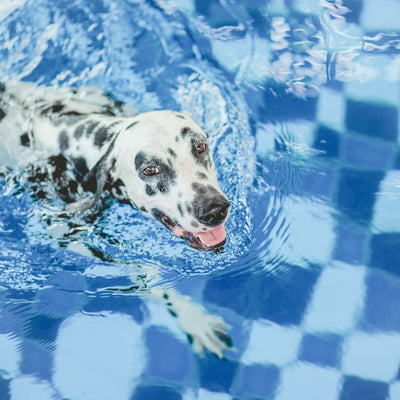 Dog Swimming Safety Tips