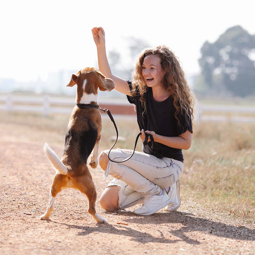 Top 5 Questions a Dog Trainer Receives