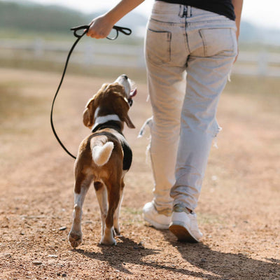 How Can a Walk Help With Dog Training?