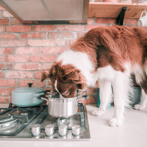 Dog eating out of a stock pot on a kitchen counter.