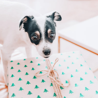 10 Christmas Gift Ideas for Your Pets