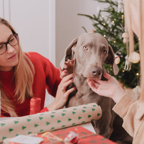 10+ Pet Safety Tips for Decorating for the Holidays