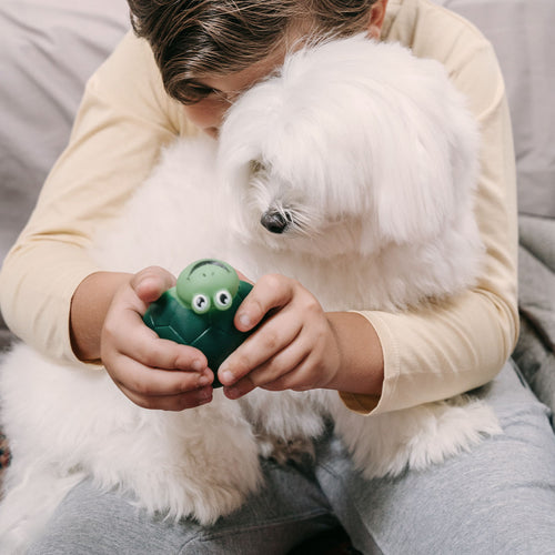 5 Dog Puzzle Toys to Keep Your Dog Busy