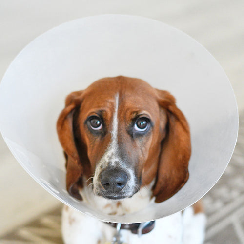 Tips to Get Back to Exercising Your Dog After Surgery