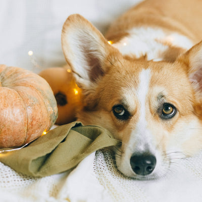 Thanksgiving Food Safety List for Your Dog