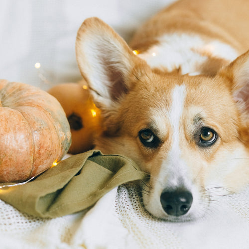 Dog sitting next to a pumpkin.