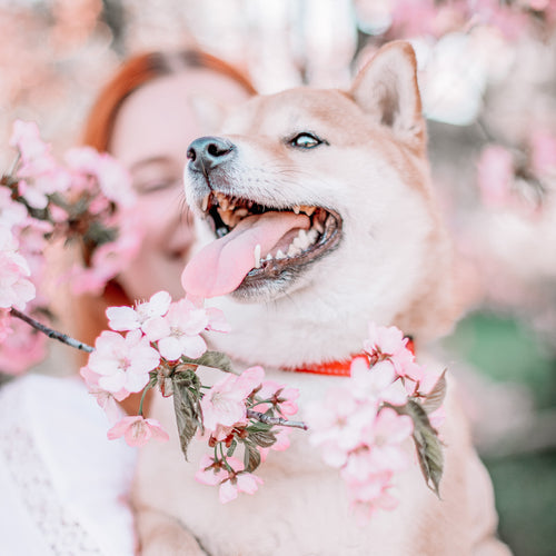 dog by pink flowers being held by its owner