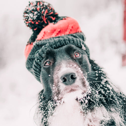 Dog wearing winter hat with snow on their wiskers.