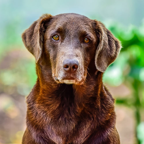 5 Ways To Keep Your Older Dog Active and Healthy