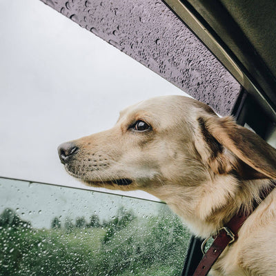 5 Tips to Calm Your Dogs Fear of Thunderstorms