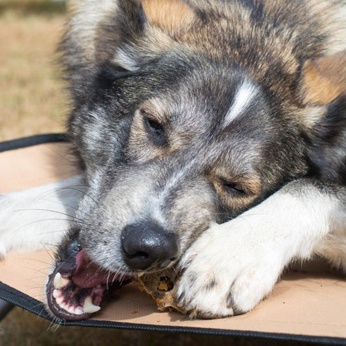 What is a Raw Diet for Dogs?