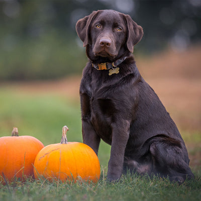 Pumpkin Dog Treats for the Fall Season