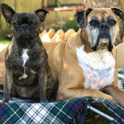 Rocky and Gemma: From Unwanted Rescue Dogs to Family
