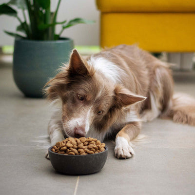 3 Homemade Allergy Dog Food Recipes