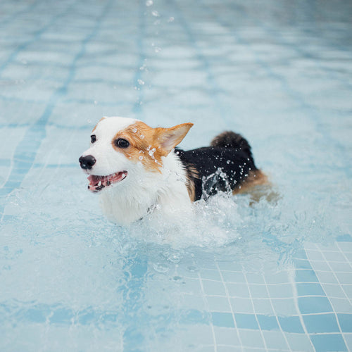 How to Get Your Dog Swimming and Comfortable with Water