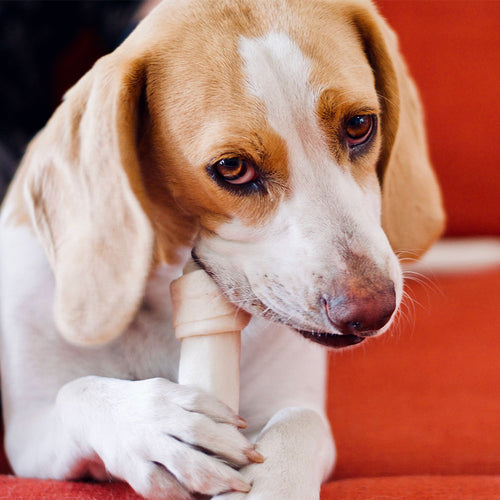 3 Reasons Why Rawhide Isn’t Safe For Dogs