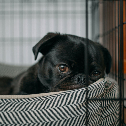 What’s Better for Your Dog? Crate Training or a Pet Gate?