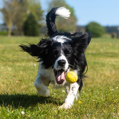 15 Minute Activities You Can Do With Your Dog
