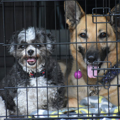Tricks for Crate Training Your Puppy With Another Dog in the House