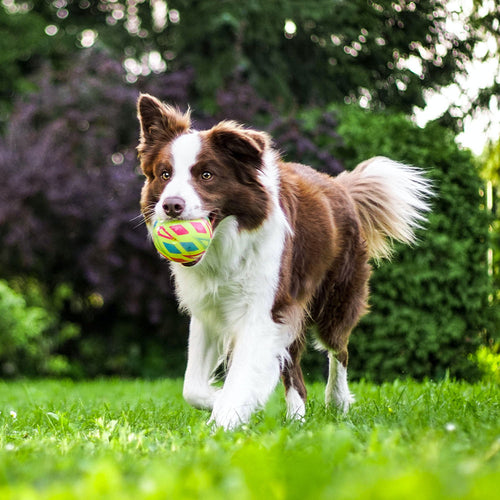 30-Minute Activities For Busy Families and Their Dogs
