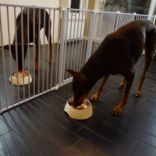 5 Ways to Get Your Picky Dog to Eat Their Food