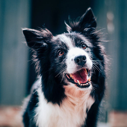 4 Best Dog Treats for Eliminating Bad Breath