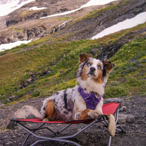 What You Need to Know About Hiking with Your Dog: From A Puppy to a Senior