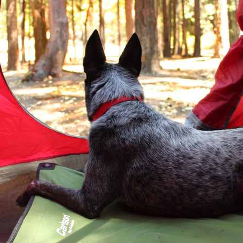 Pros and Cons of Going Camping With Your Dog
