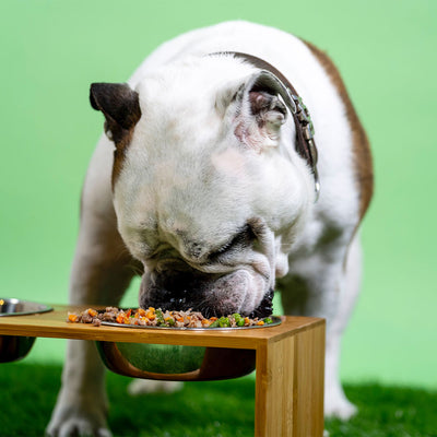 The Benefits of a High Protein Dog Food