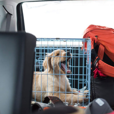 5 Ways to Keep Your Dog Busy in Their Crate