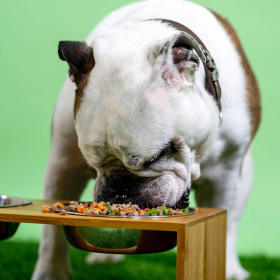 The Dos and Don’ts for Choosing a Good Dog Food