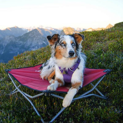 Ways To Keep Your Dog Hydrated While Hiking