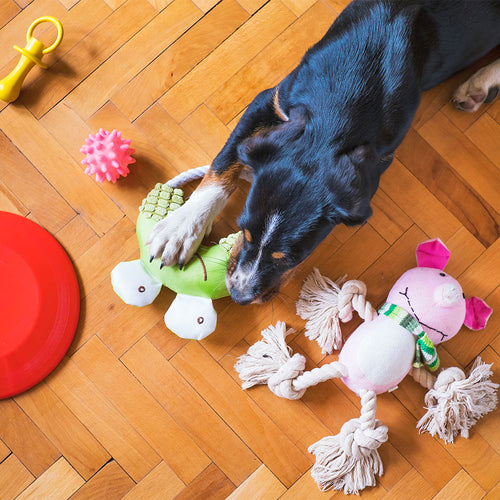 5 Toys That Are Dangerous For Your Dog
