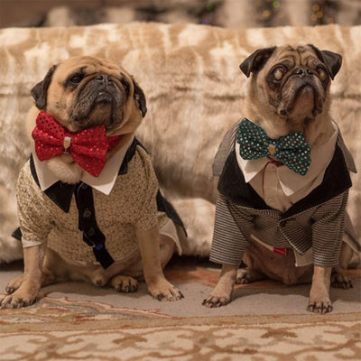 Bodie and Spanky: Rescued Pugs on a Mission
