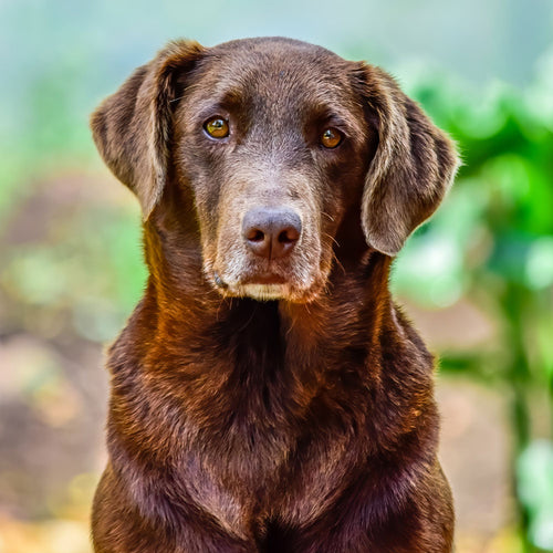 Ways to Improve the Quality of Life for an Older Dog