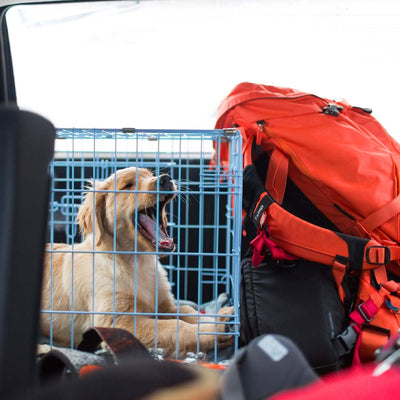 Everything Needed When Traveling With a Dog