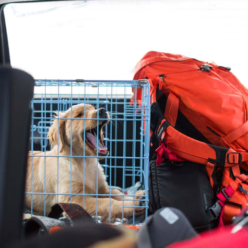 Everything Needed When Traveling With a Dog