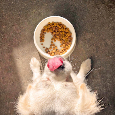 What Type of Dog Food Should You Be Purchasing?