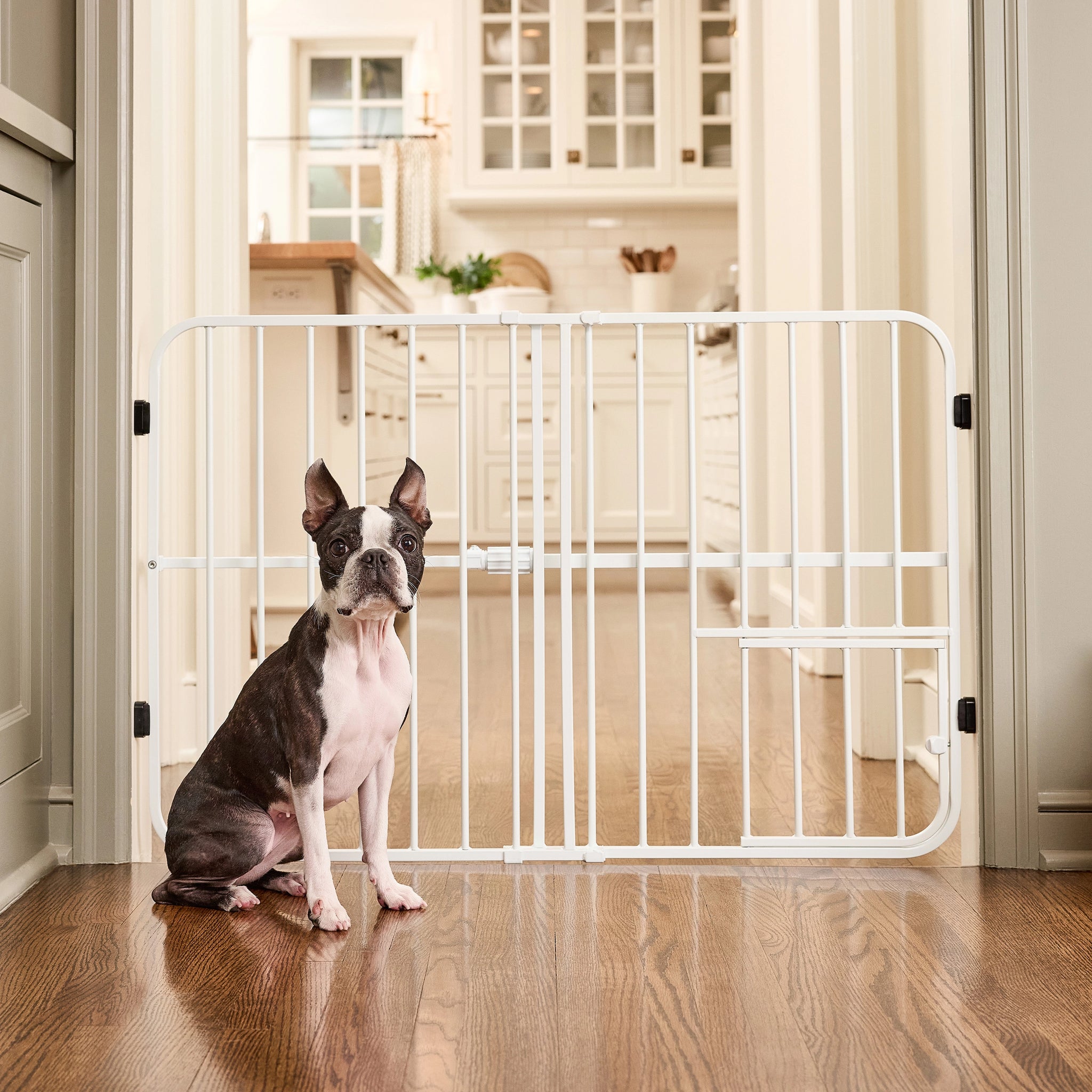 Dog sitting behind a white metal gate in a home setting