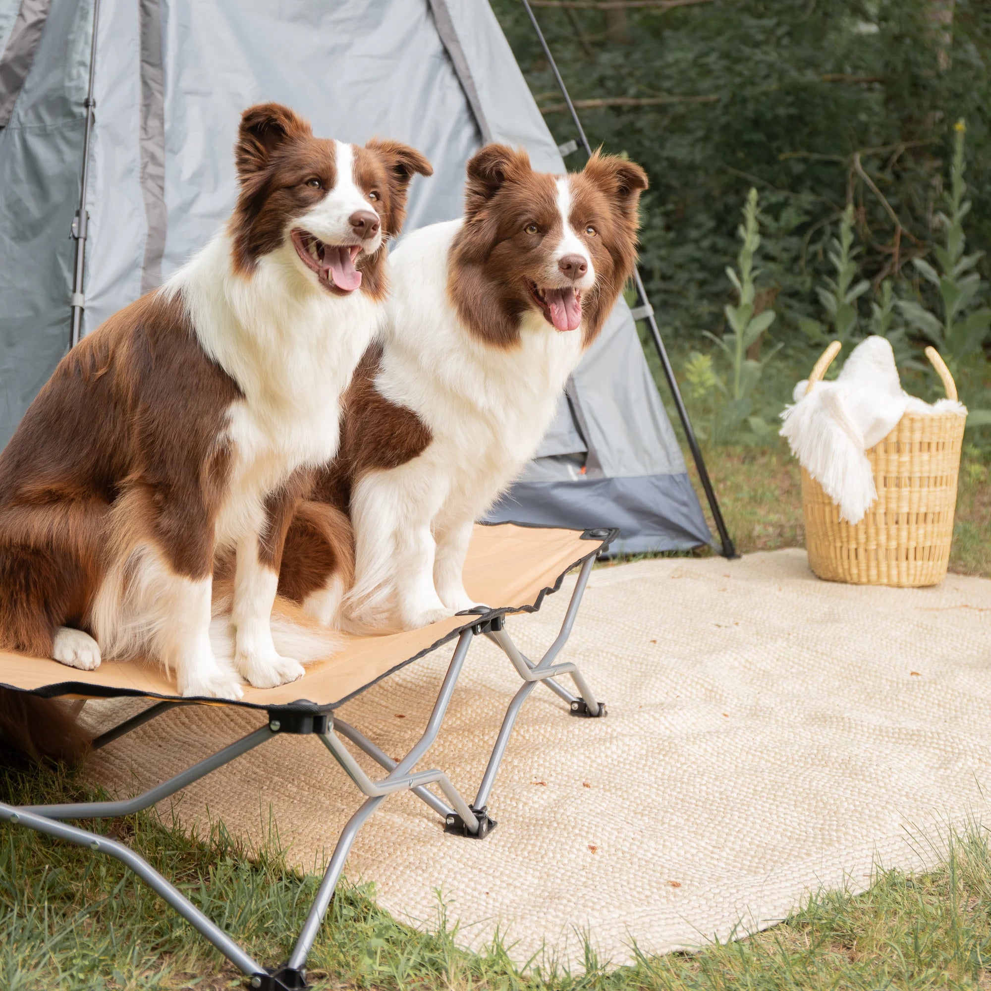 Two medium sized dogs sitting on a Portable Pup Pet Bed while camping next to a tent.