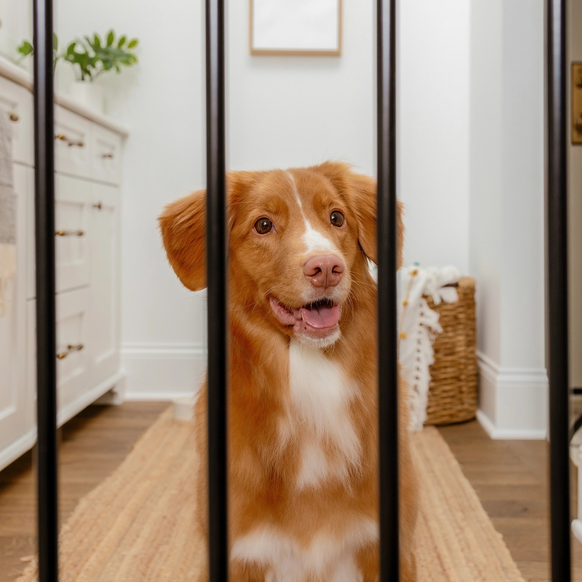 Extra Wide Walk-Thru Pet Gate