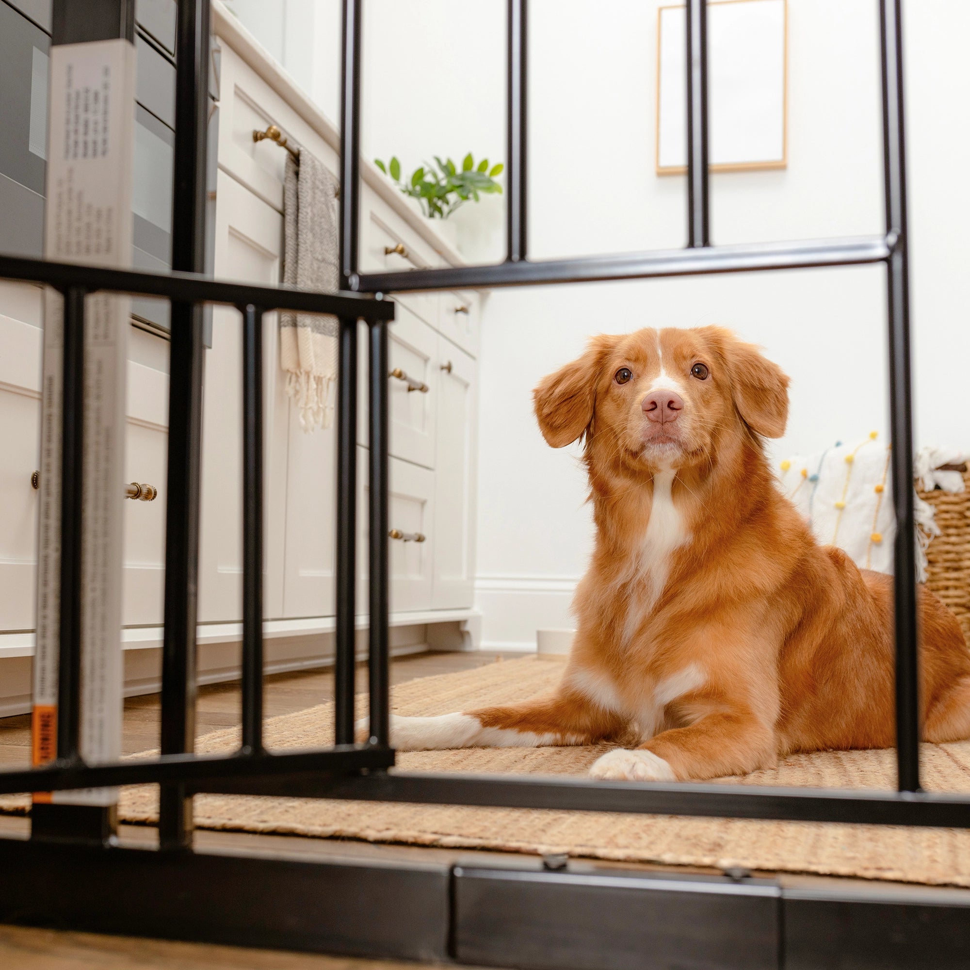 Extra Wide Walk-Thru Pet Gate