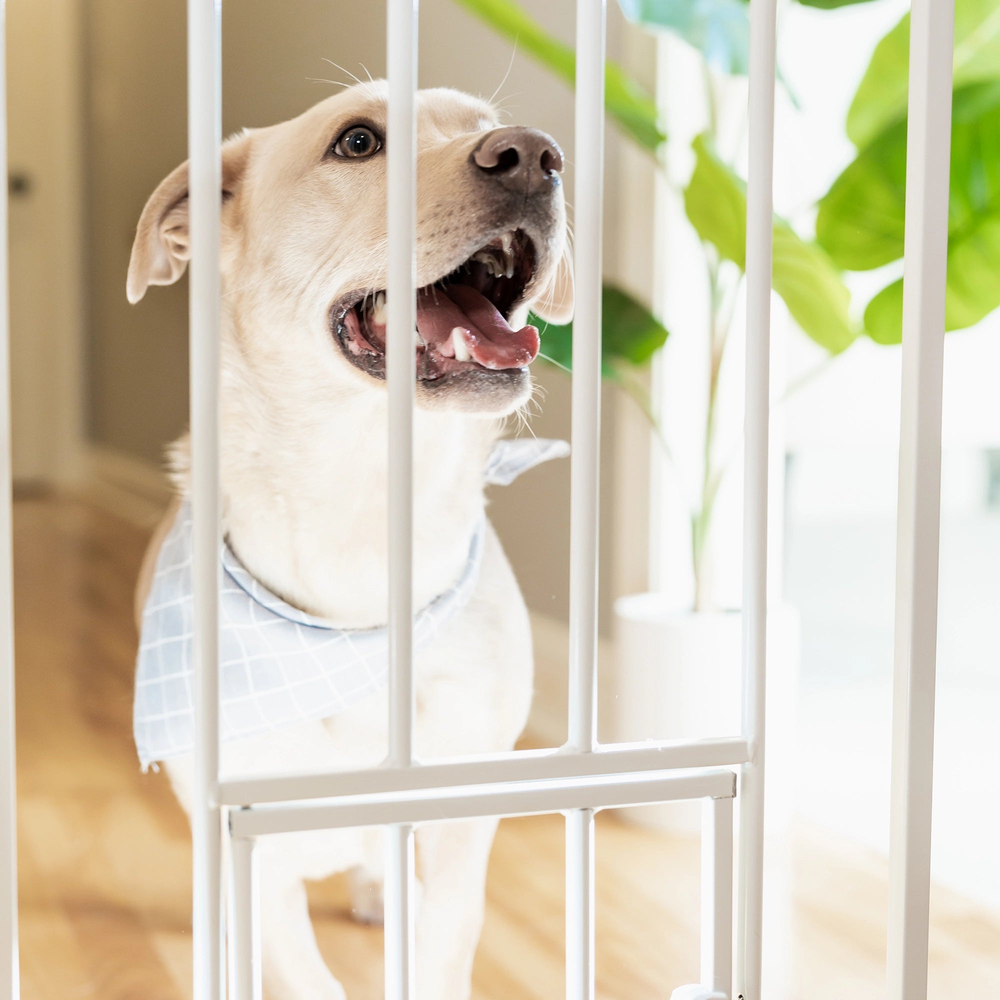 Carlson Extra Wide Walk-Thru Pet Gate with Small Pet Door in white, featuring a durable steel frame, easy walk-through door, and pressure-mount system for simple installation and secure pet containment.