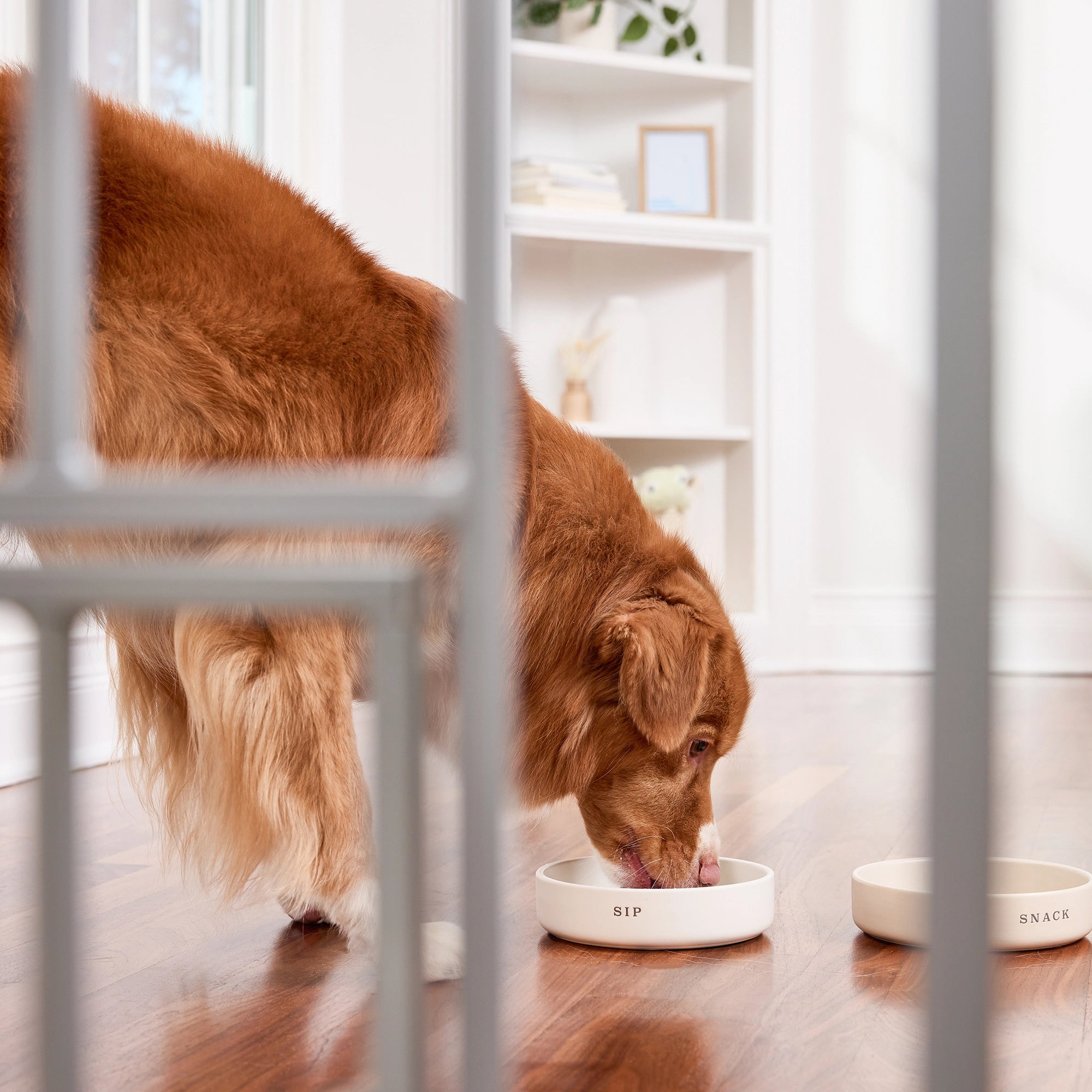 51" Extra Wide Walk-Thru Pet Gate with Lift Handle