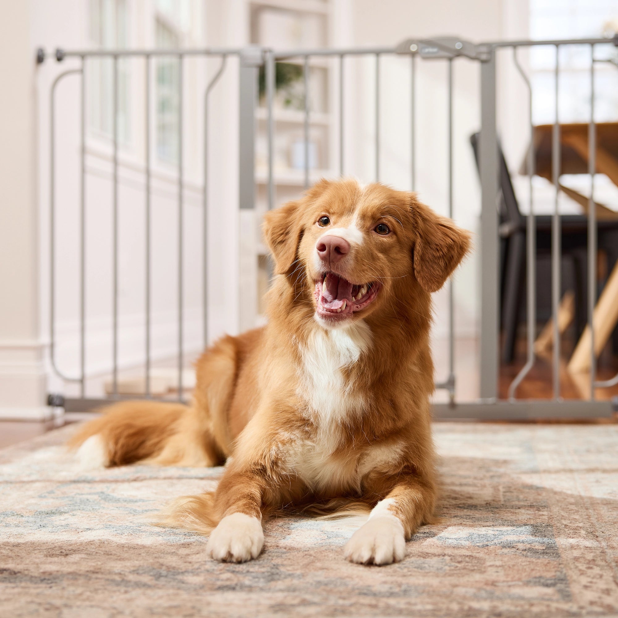 51" Extra Wide Walk-Thru Pet Gate with Lift Handle