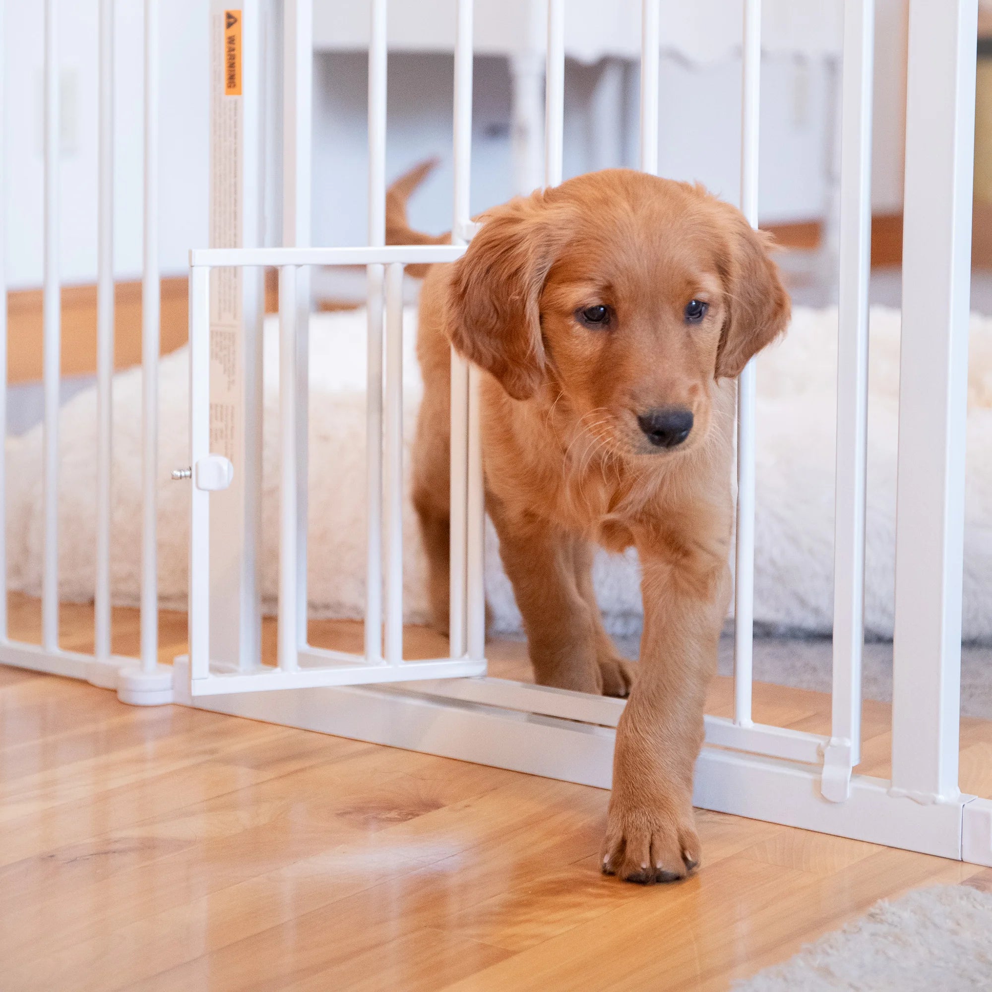 Dog walking out of the small pet door on the 2-in-1 Super Wide Pet Pen & Gate.