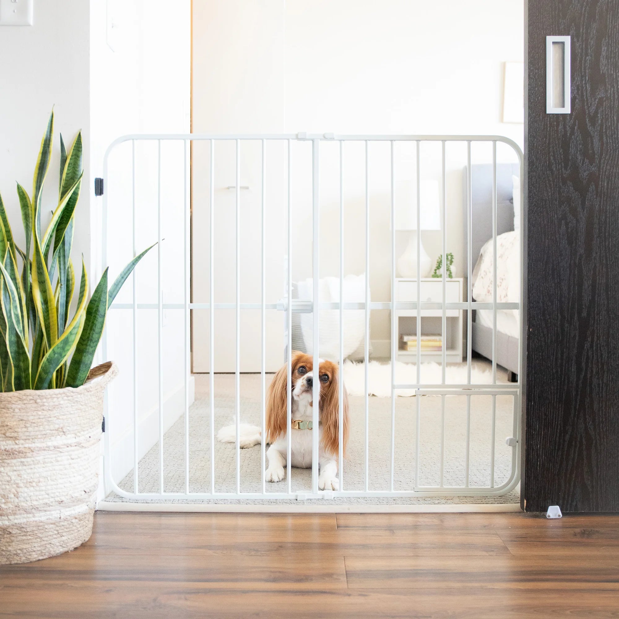 Dog sitting in bedroom behind Big Tuffy® Pet Gate.