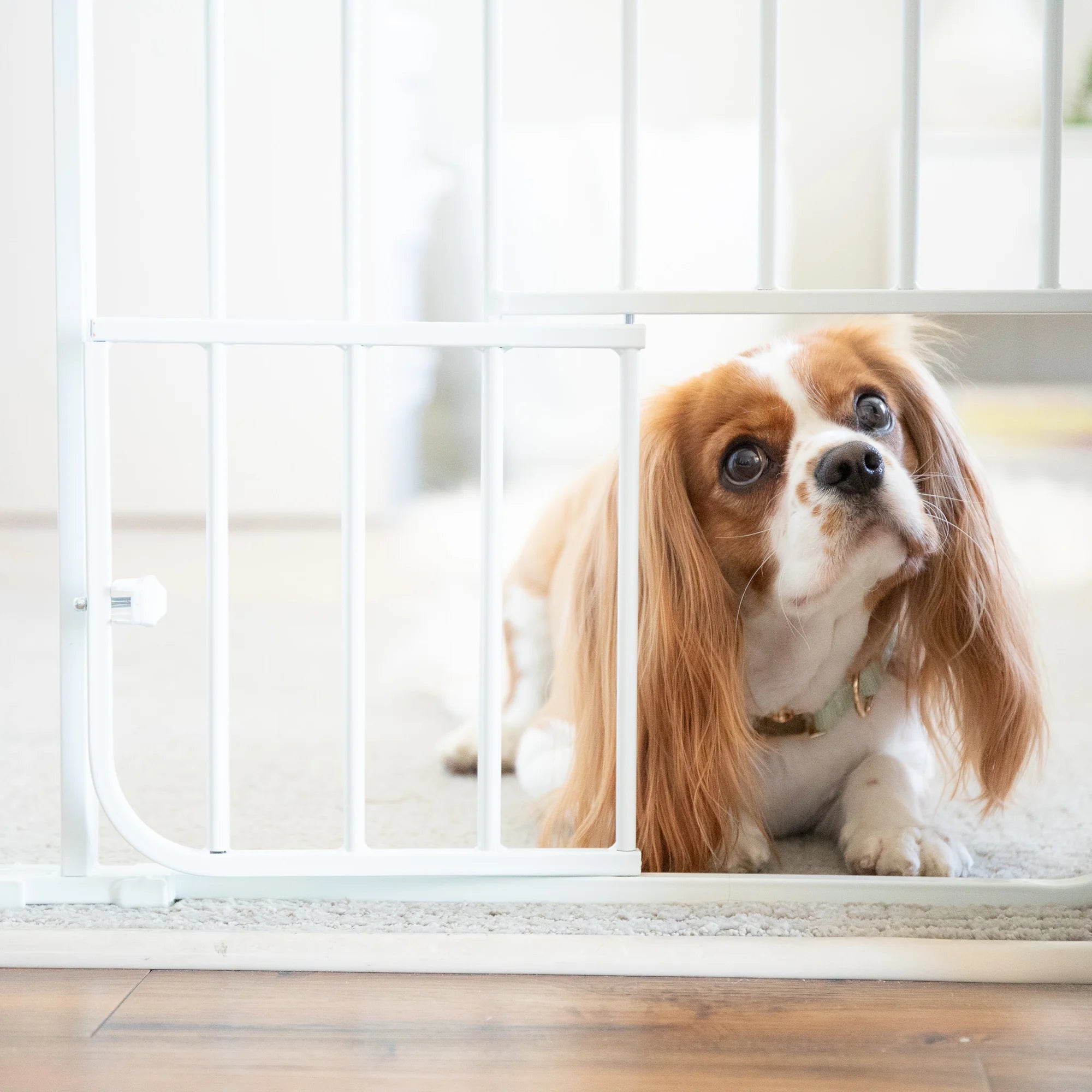 Dog looking through small pet door on Big Tuffy® Pet Gate.