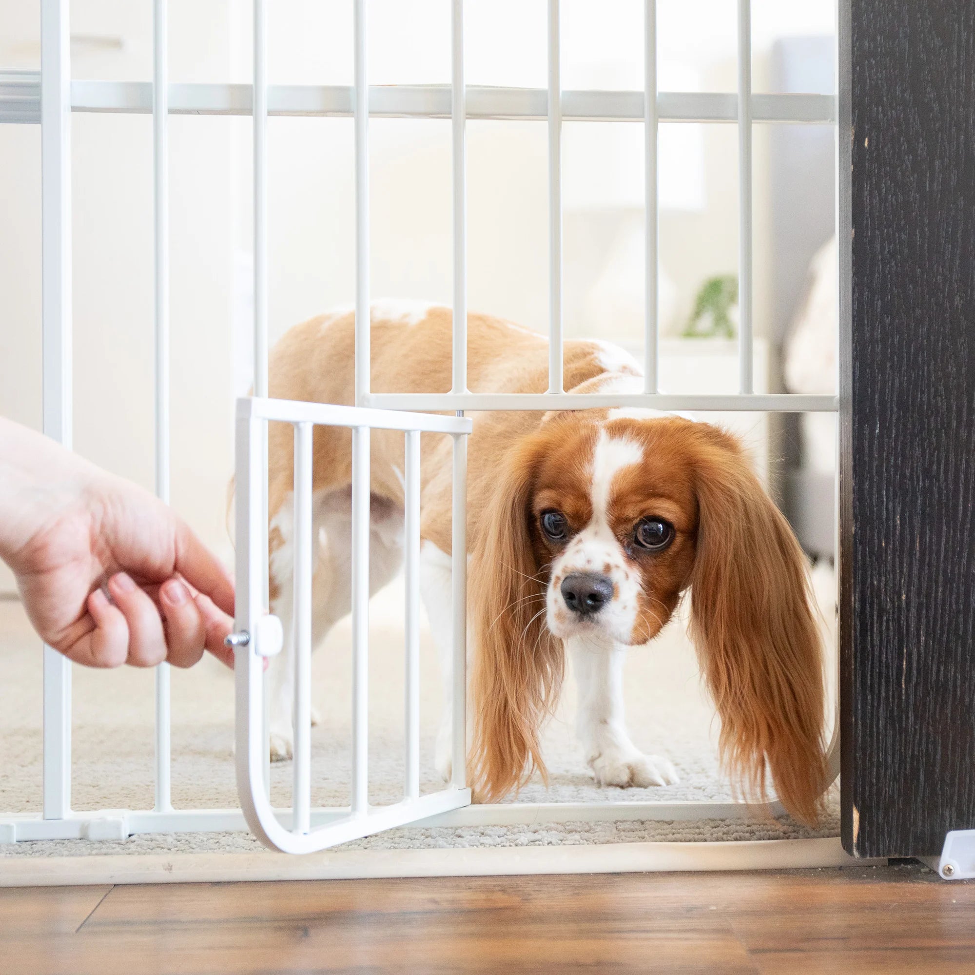 Small dog walking through the small pet door on the Tuffy® Pet Gate.