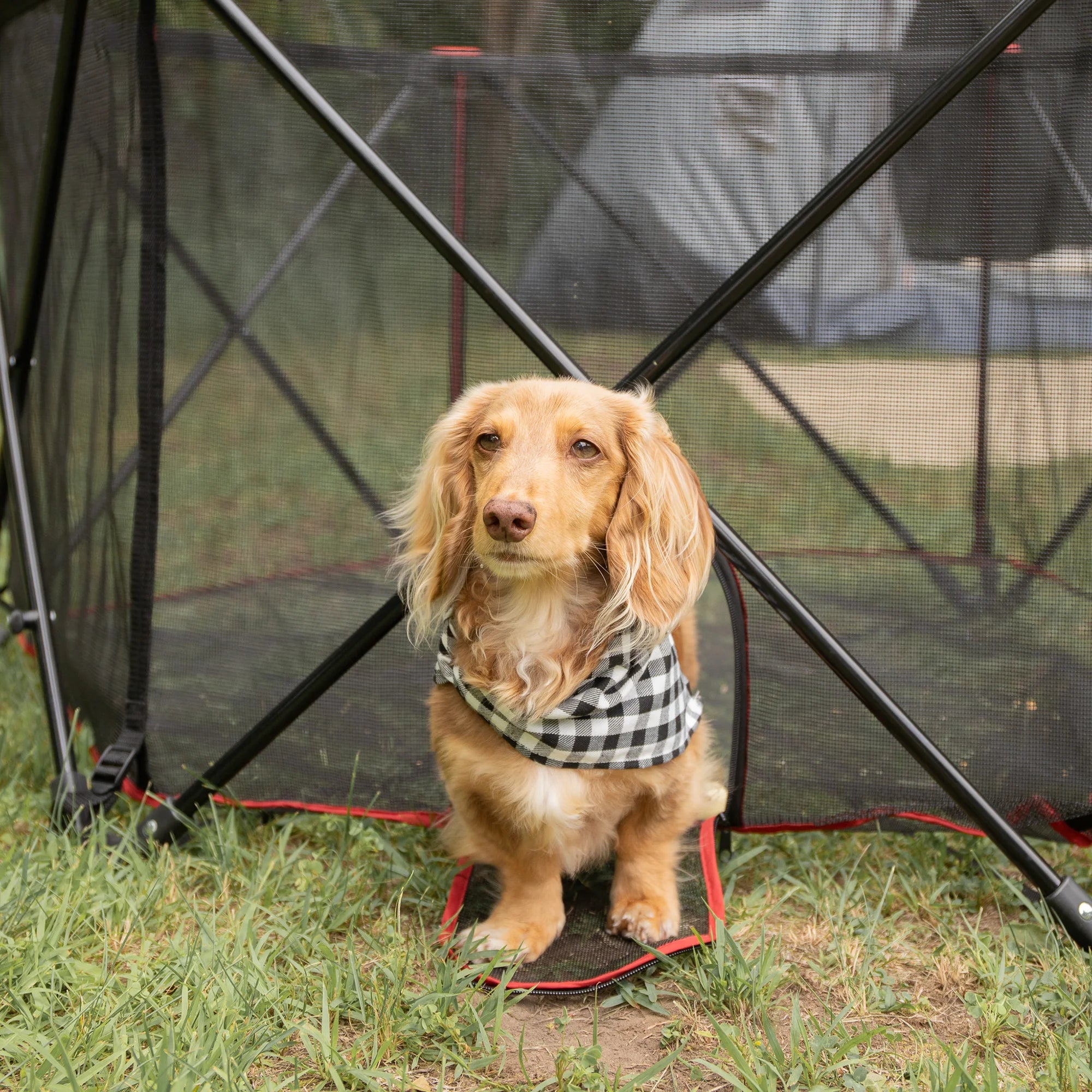 Dog standing outside of Portable Pet Pen's small pet door.